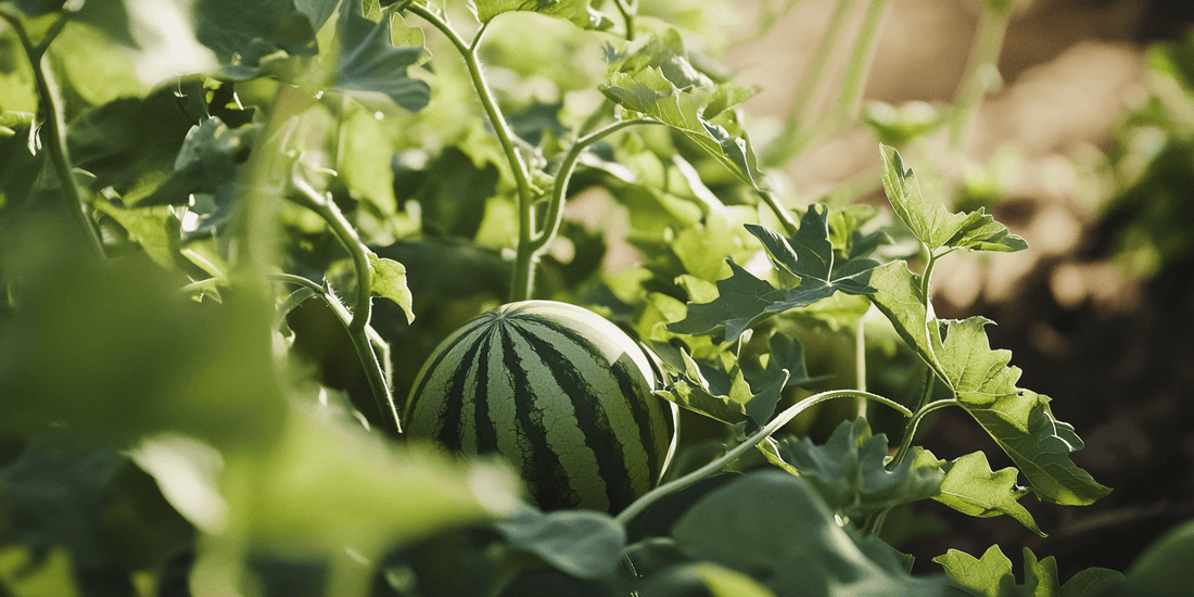 Striped watermelon on the ground