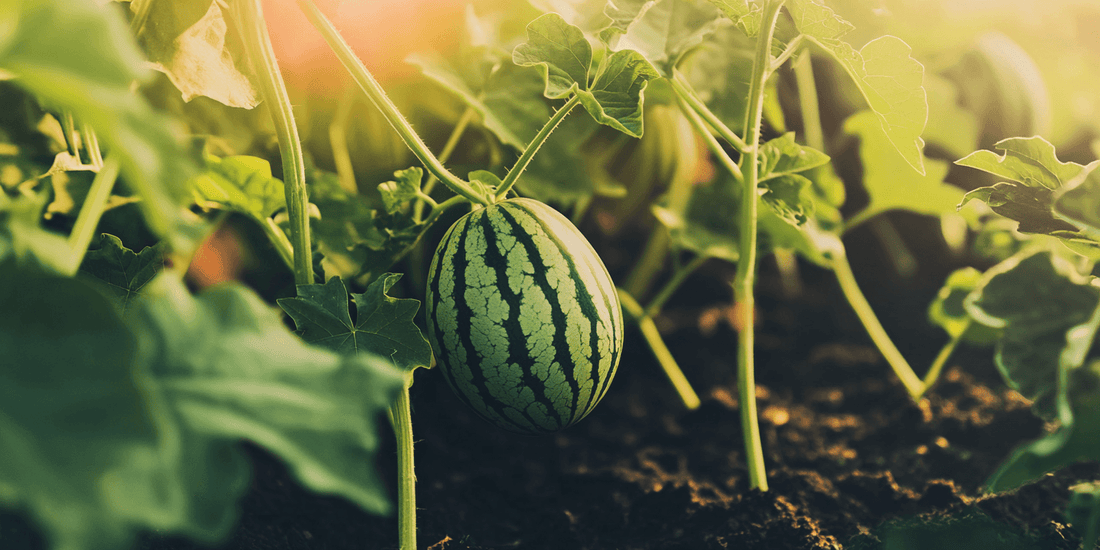 Small striped watermelons growing together