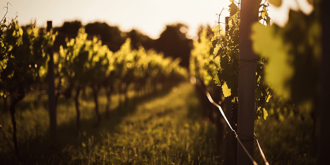 Person walking through a vineyard at sunset