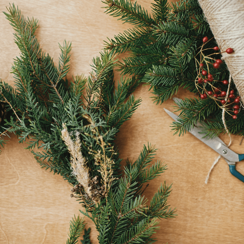 Evergreen branches arranged for wreath making