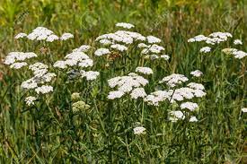 white yarrow plant from seed