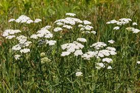 What Is Yarrow Good For? Understanding Yarrow Benefits and Yarrow Root Uses - Grow Organic