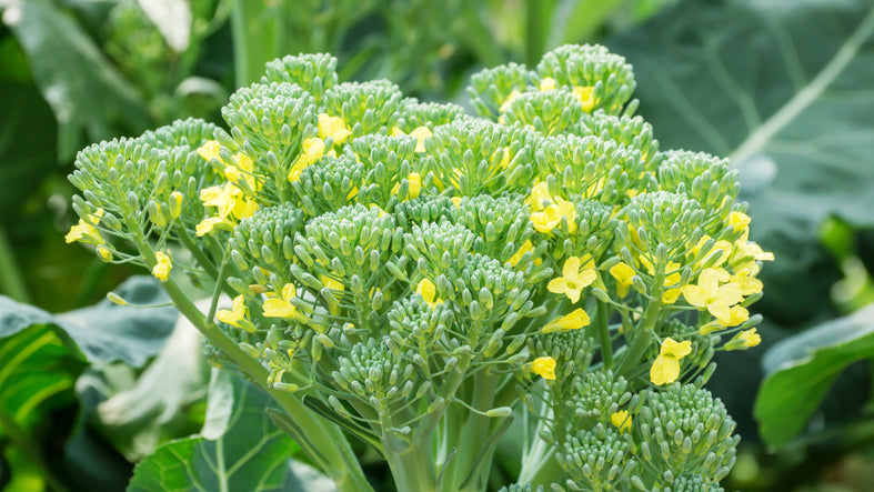 https://www.groworganic.com/cdn/shop/articles/Yellow_broccoli_flower_in_the_vegetable_garden_b7488f2f-15fb-458a-9a12-af7375174664.jpg?v=1772045914