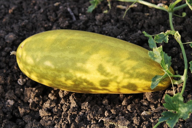 Why Are My Cucumbers Yellow? Reasons & Solutions Explained – Grow Organic