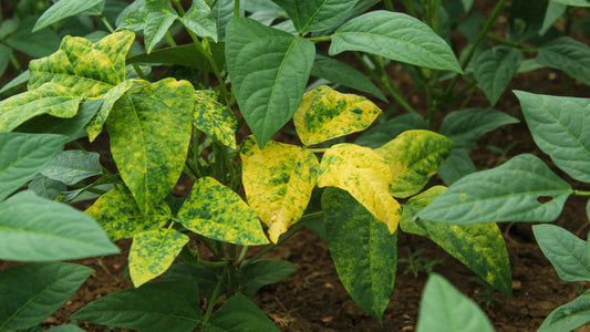 Green Bean Leaves Turning Yellow? Reasons & Easy Solutions