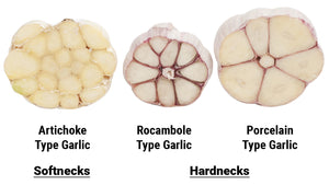 A World of Garlic Flavors to Grow