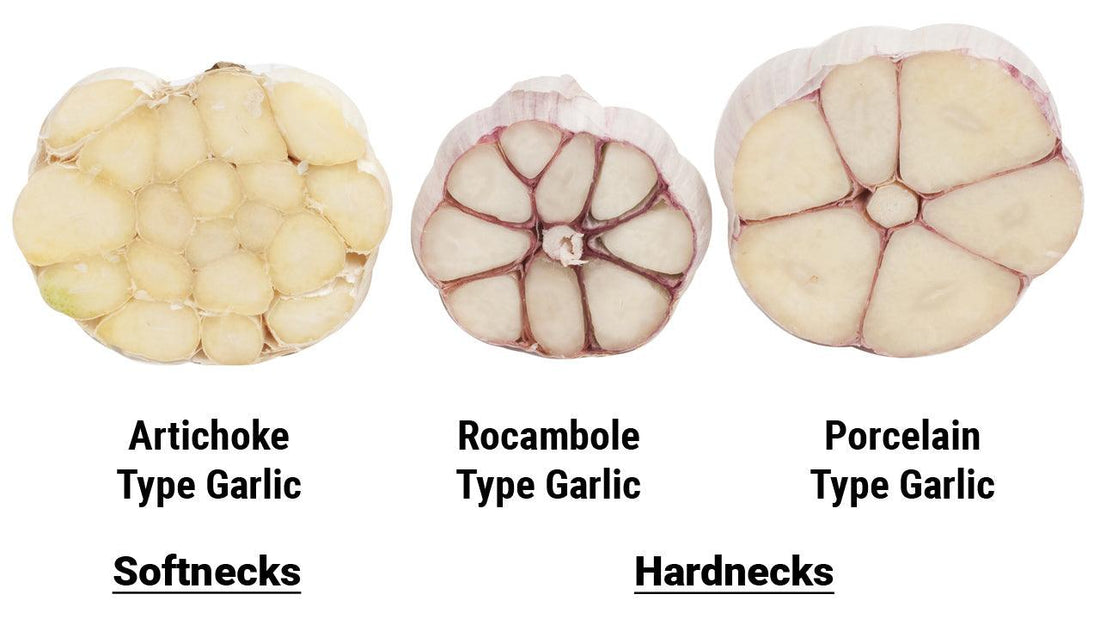 A world of garlic flavors to grow