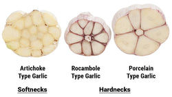 Diagram comparing softneck and hardneck garlic bulbs