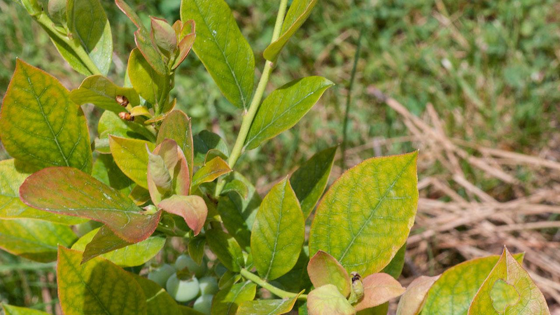 Blueberry leaves turning yellow and red
