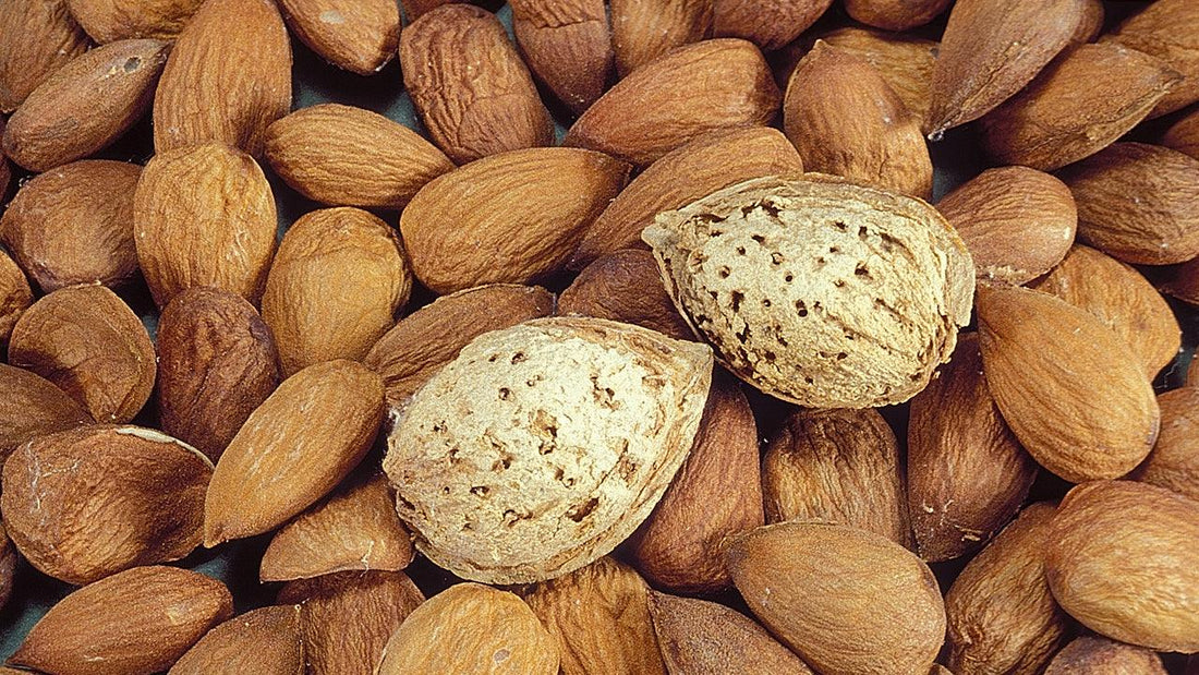Harvested almonds for hulling, drying, storage and kitchen use