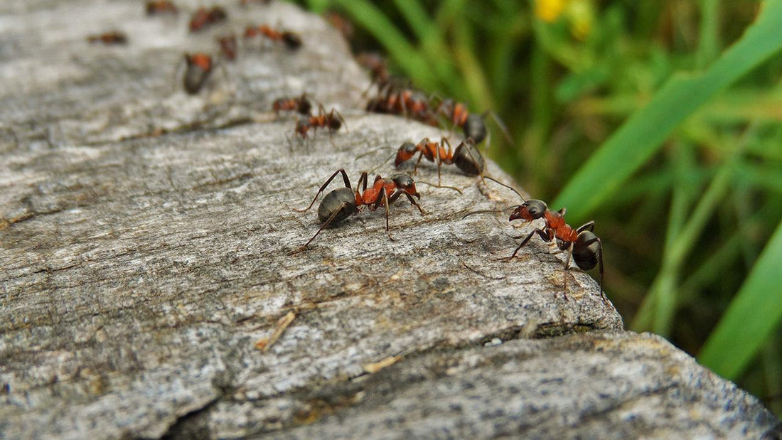 Ants walking along a piece of wood