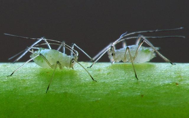 Aphids feeding along a plant stem
