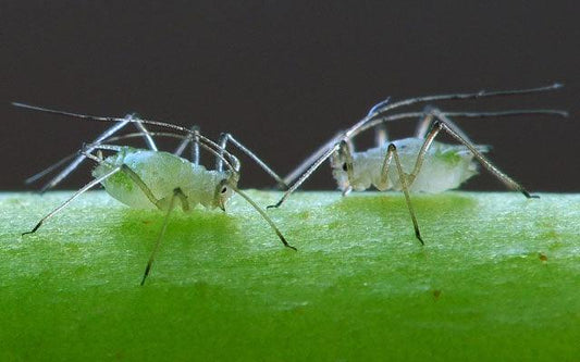 Controlling Aphid Populations - Grow Organic