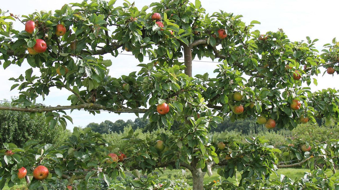 Apple tree trained in horizontal espalier tiers