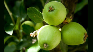 Alternate Bearing in Fruit Trees: Boom-and-Bust Crops