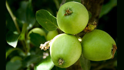 Organic Control of Codling Moths - Grow Organic