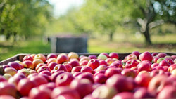 Bins filled with harvested red and purple fruit