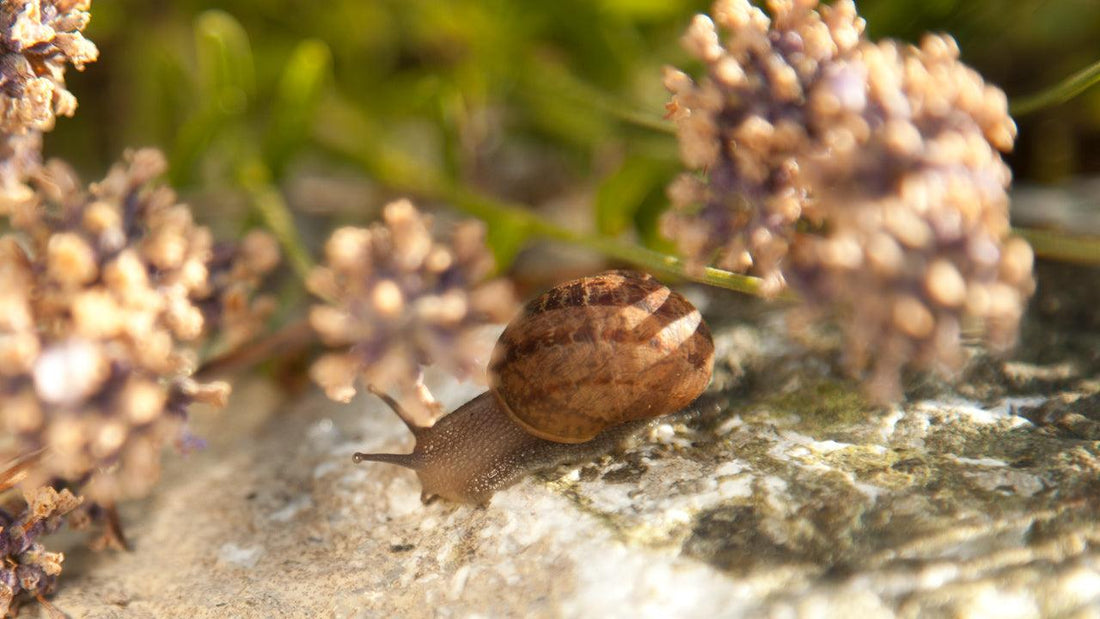 Snail crawling on a stone among garden flowers