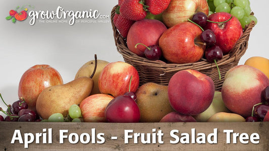 Assorted fruit piled around a fruit-salad tree label