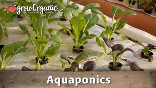 Young leafy plants growing in an aquaponic tray