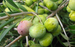 Green and purple olives ripening on a branch