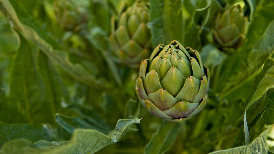 Caring for Artichokes in the Winter - Grow Organic