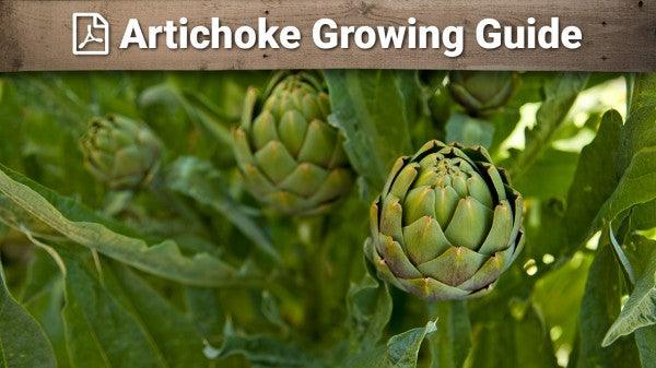 Artichoke growing guide graphic over green flower heads
