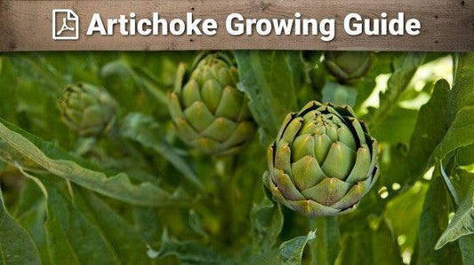 Artichoke growing guide graphic over green flower heads