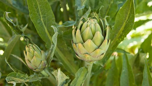 Green artichoke growing among large leaves