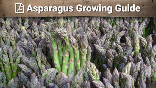 Asparagus growing guide graphic over fresh spears