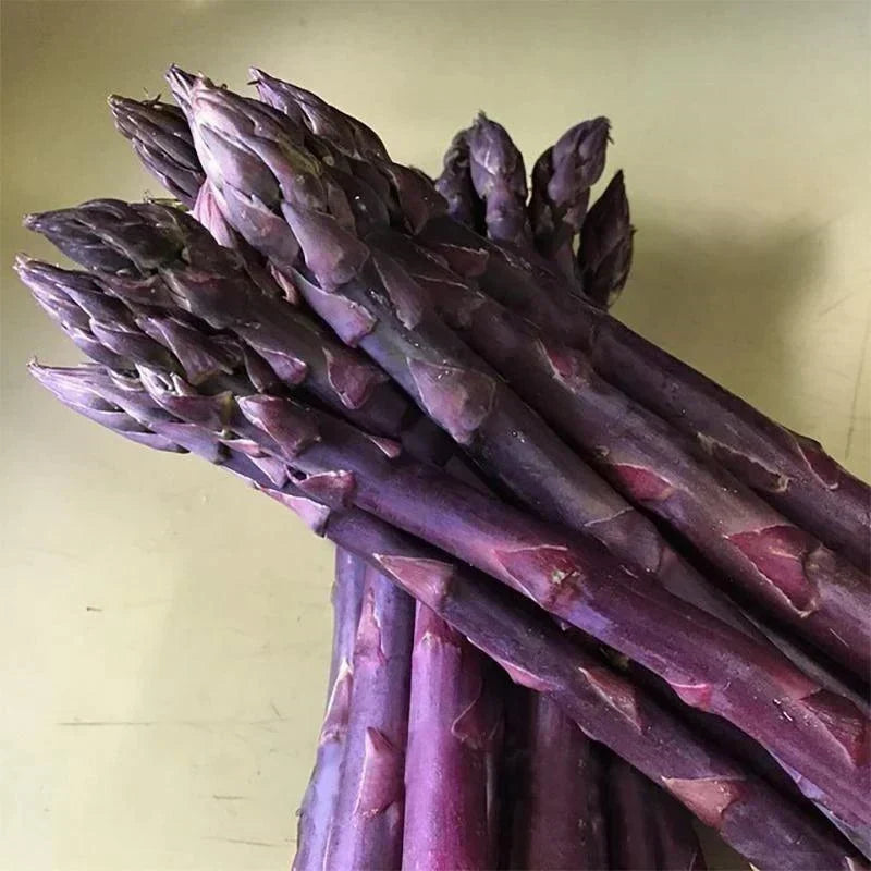 Bundle of purple asparagus spears