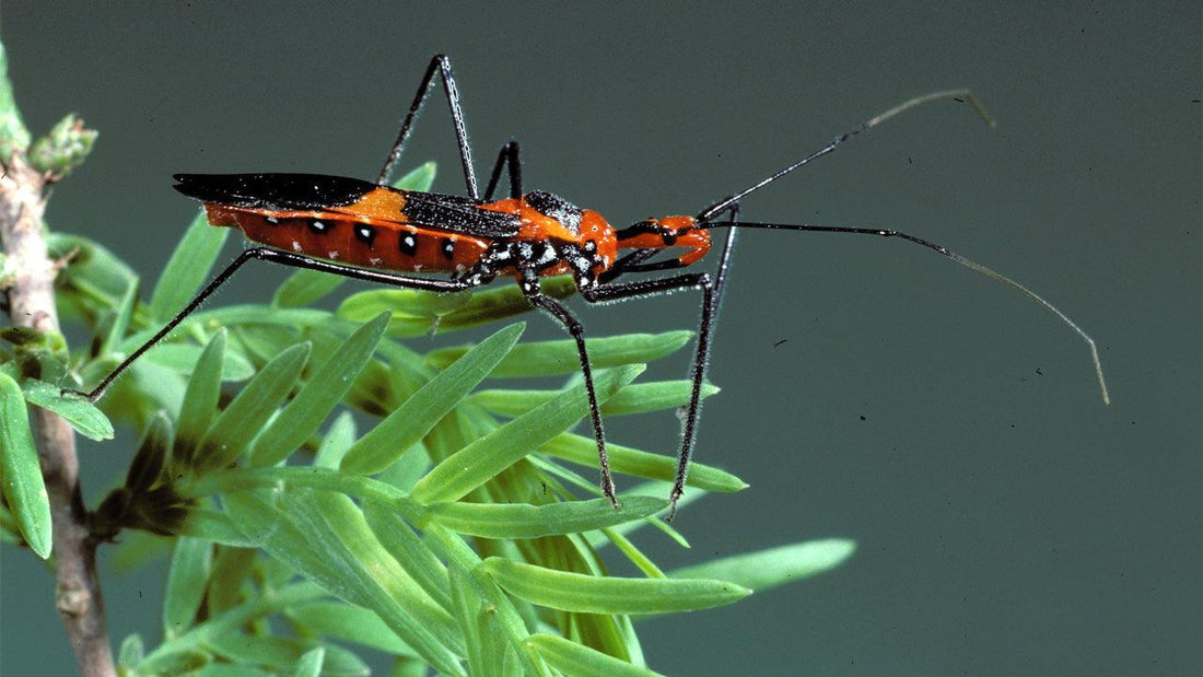 Red-and-black true bug on green foliage