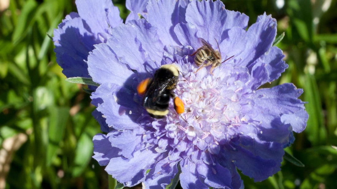 7 Types of Pollinators and How to Attract Them to Your Garden - Grow Organic