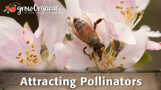 Honey bee visiting pale pink flowers