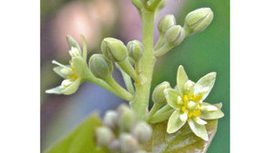 Avocado Flower Explained: Avocado Type A and B Overview