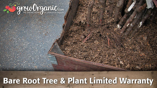 Dormant bare root tree prepared for inspection and planting
