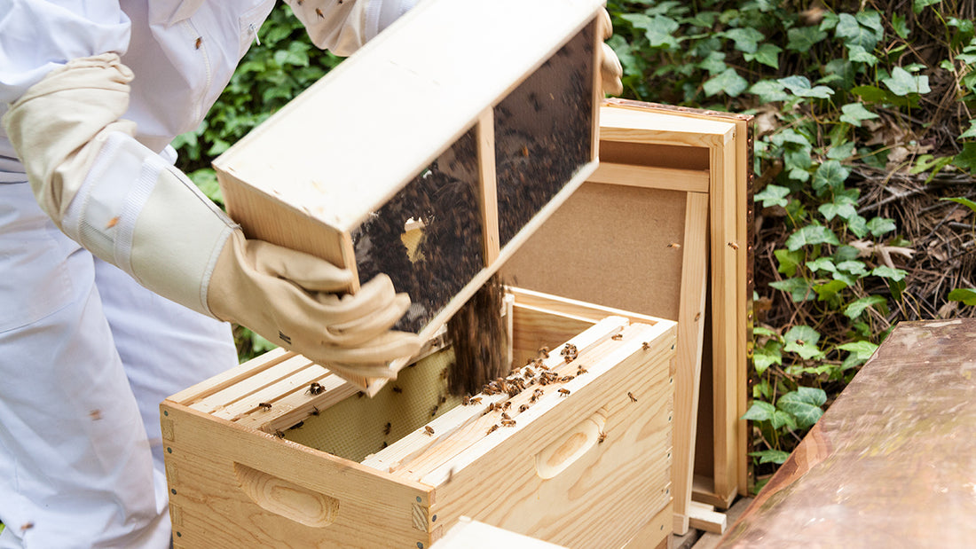 Beekeeping for Beginners -- The First 10 Days with Your New Beehive