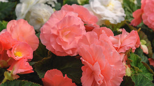 Growing Summer-Blooming Flowers – Begonias