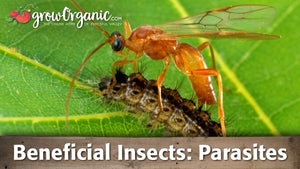 Beneficial Insects - Parasitic Organisms