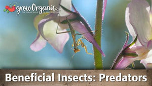 Beneficial Insects - General Predators