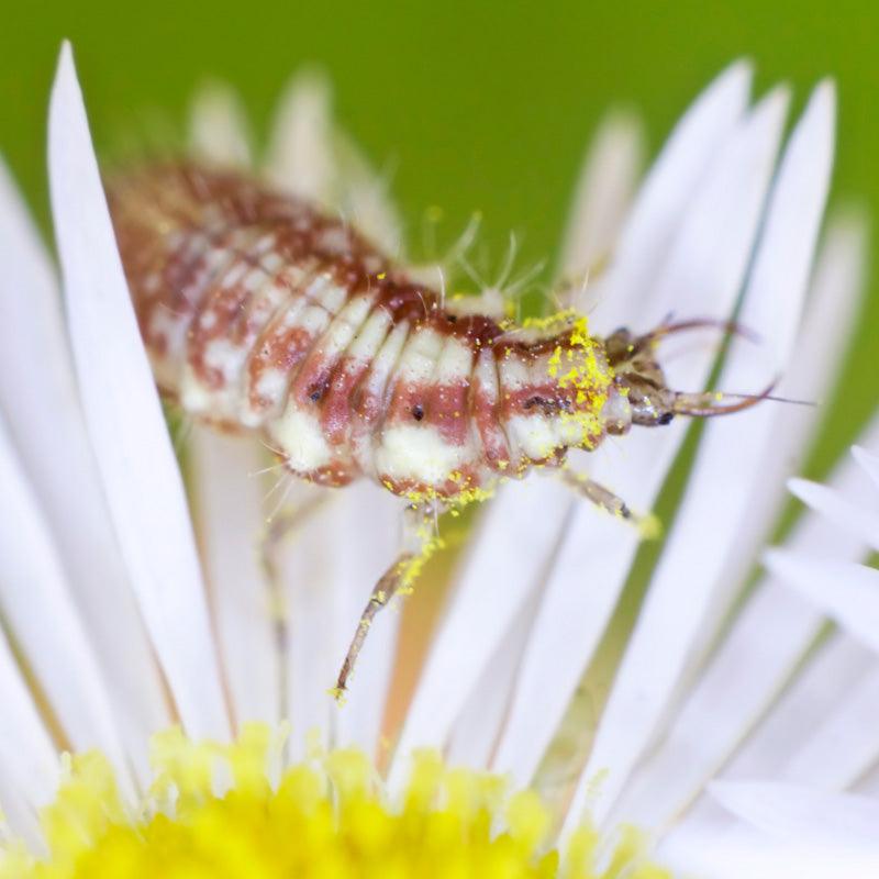 Lacewing perched on a white flower in a summer garden