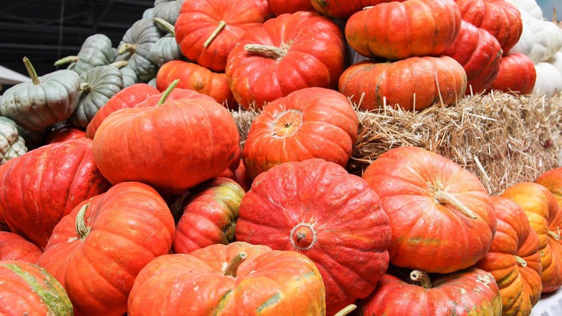 Pile of orange pumpkins in a field