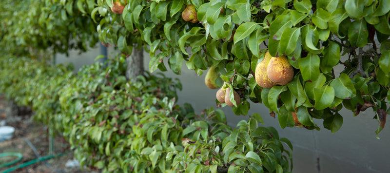 Fruit tree trained along a wall in espalier tiers