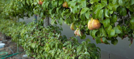 Fruit tree trained along a wall in espalier tiers