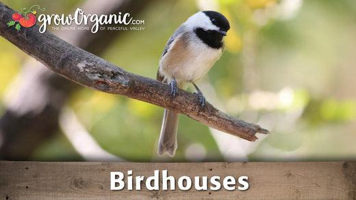 Small black-and-white bird perched on a branch