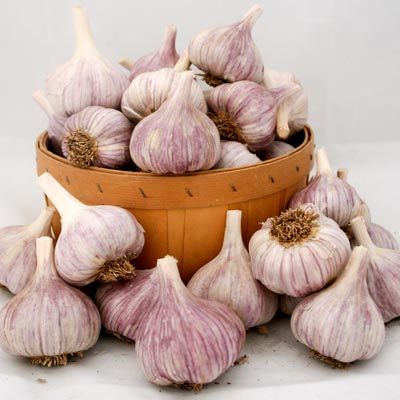 Garlic bulbs ready for planting