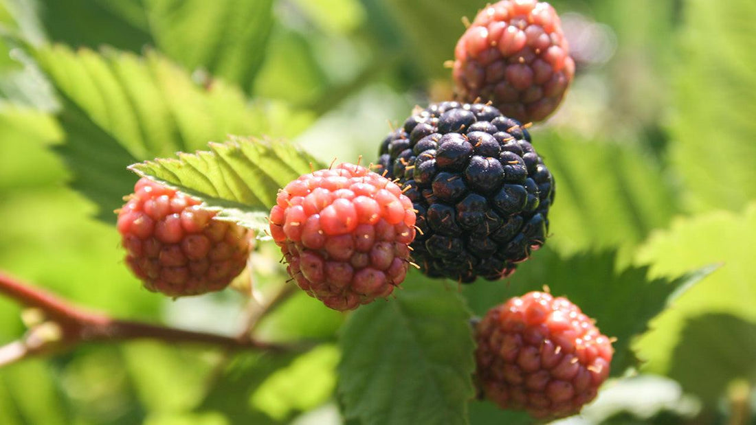 Blackberries at different ripening stages on a cane