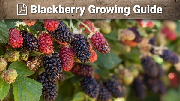 Blackberry growing guide graphic over ripening berries