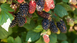 Pruning Raspberries and Blackberries