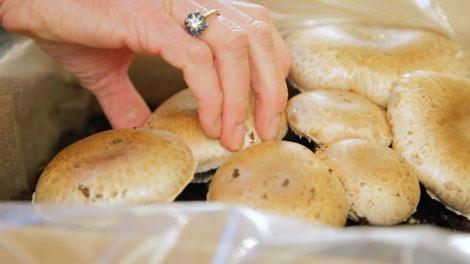 Hand checking mushrooms growing in a plastic bag